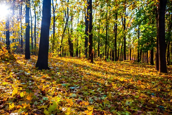 Солнечный Осенний Парк Сухими Листьями — стоковое фото