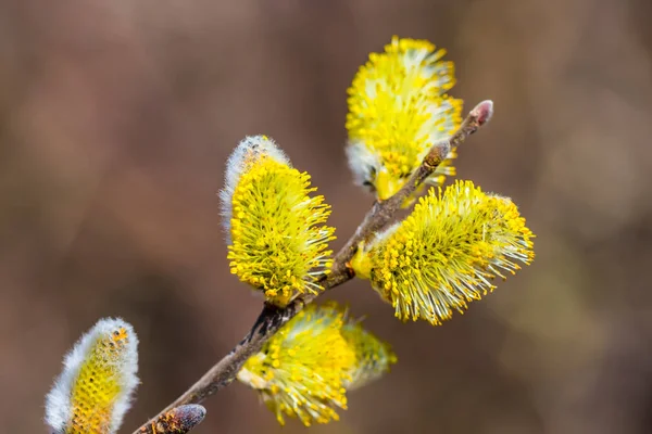 Trädgren Fluffig Blossom — Stockfoto