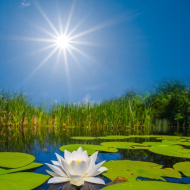 güzel beyaz nilüfer yaz Nehri üzerinde