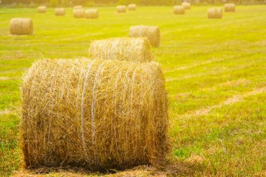 bir yaz buğday alanında closeup Samanlık