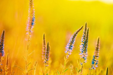 bir güneş ışığı güzel closeup mavi kır çiçekleri