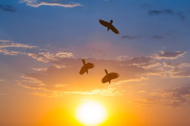 ağaç karga siluet dramatik günbatımı arka plan üzerinde