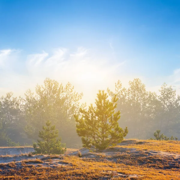 朝の霧で 日の出の松木の森の夏 — ストック写真