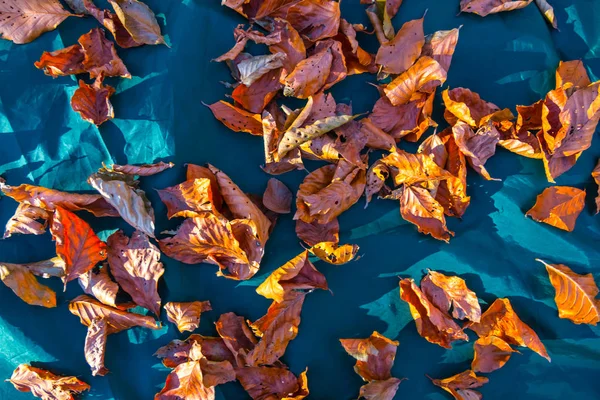 Hojas Secas Rojas Del Otoño Sobre Fondo Verde Tienda — Foto de Stock