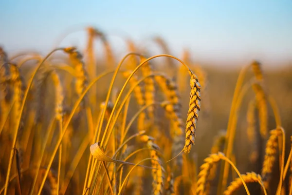 Spighe Grano Primo Piano Sera — Foto Stock