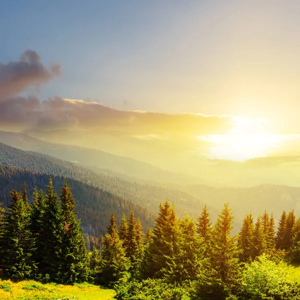 Floresta Pinheiros Uma Encosta Montanha Pôr Sol — Fotografia de Stock