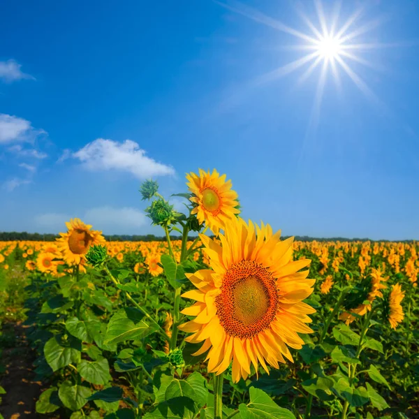 Красивая Летняя Сцена Подсолнечное Поле Сияющим Солнцем — стоковое фото