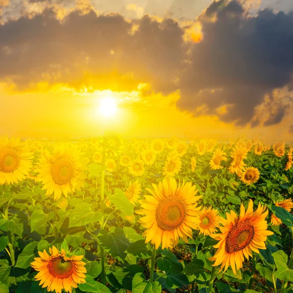 Sommersonnenblumenfeld Beim Dramatischen Sonnenuntergang — Stockfoto