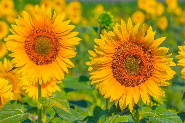 Closeup Golden Sunflowers Summer Field — Stock Photo, Image