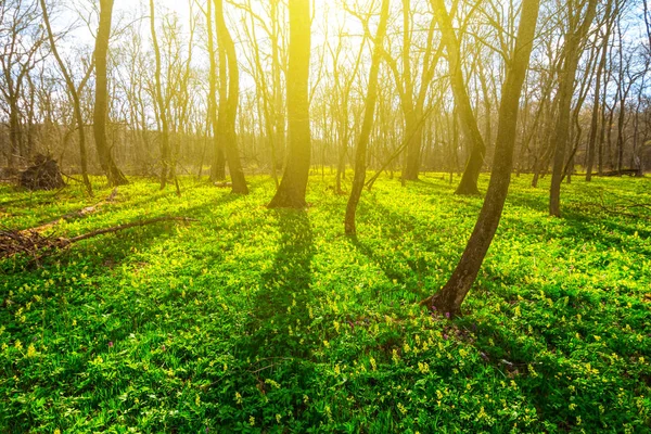 Belle Clairière Forêt Printemps Avec Des Fleurs Journée Ensoleillée — Photo