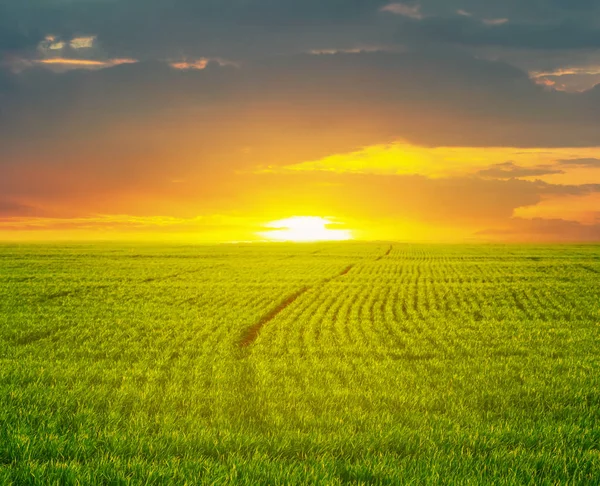 Green Rural Field Scene Sunset — Stock Photo, Image