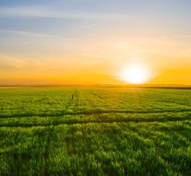 günbatımı bir yeşil bahar alanlar üzerinde