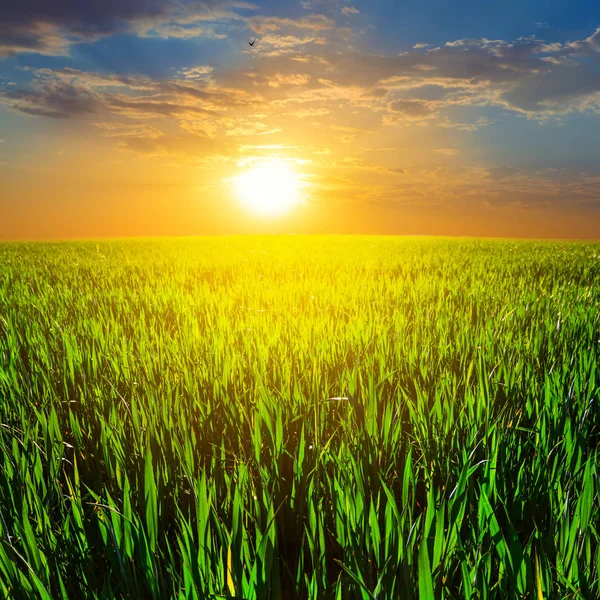 Green Summer Rural Field Dramatic Sunset — Stock Photo, Image