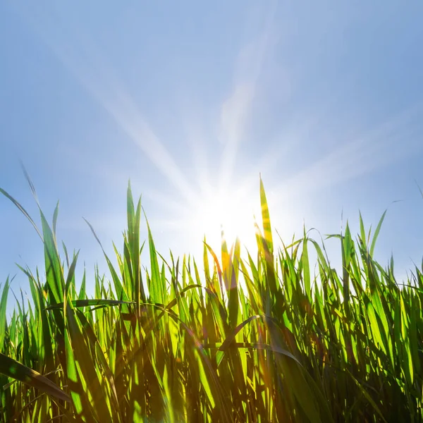 Primer Plano Hierba Verde Rayo Sol — Foto de Stock