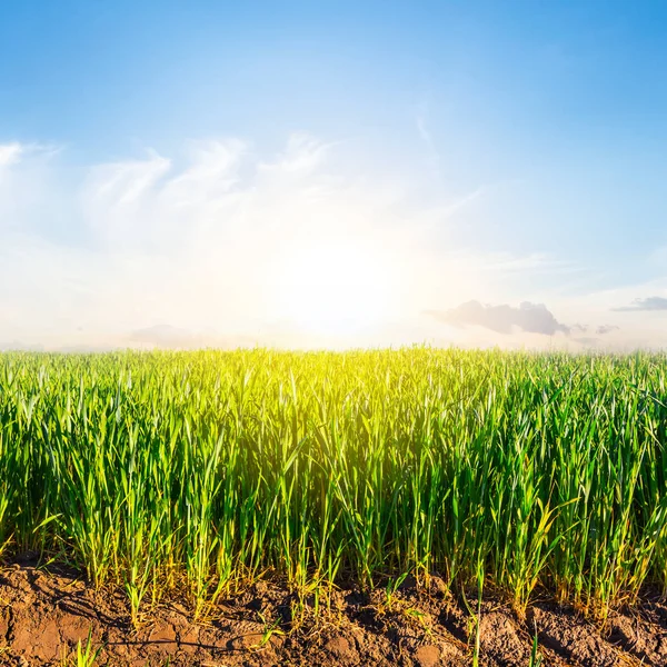 Grünes Ländliches Feld Bei Sonnenuntergang — Stockfoto