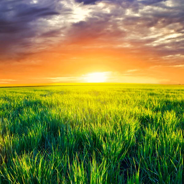 Green Summer Rural Field Sunset — Stock Photo, Image