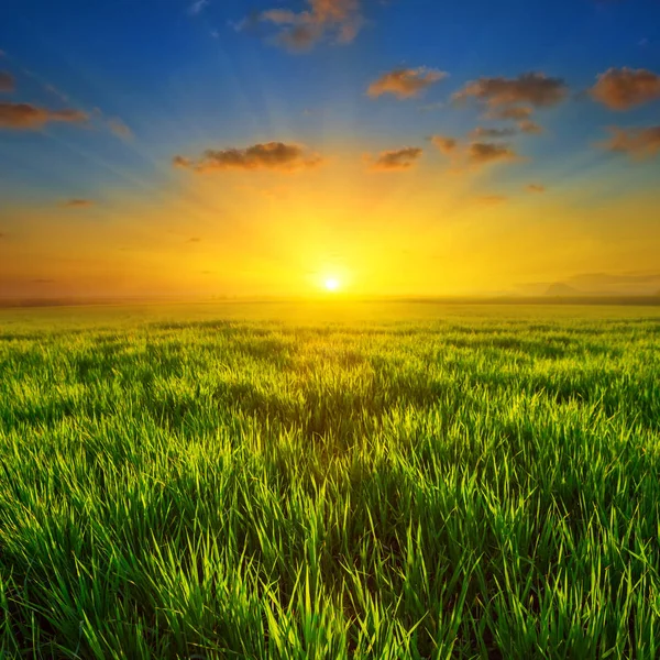 夕日で静かな緑の草原 — ストック写真
