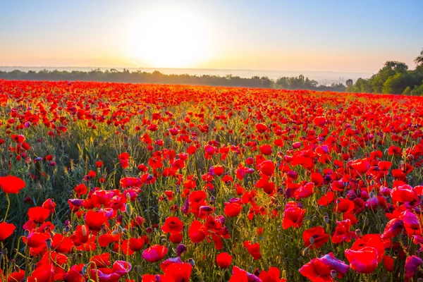 Red Poppy Field Scene Early Morning — Stock Photo, Image
