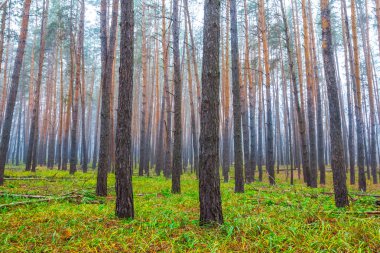 sessiz çam ormanı içinde mavi sis