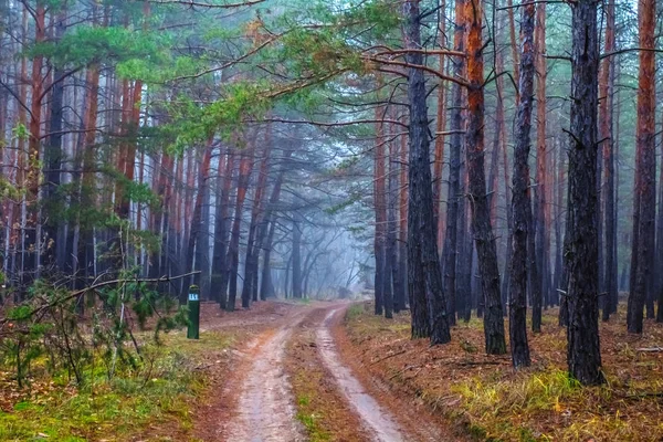 Toprak Yol Sisli Çam Ormanı — Stok fotoğraf