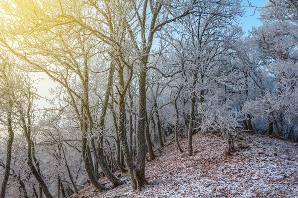 早朝に冬の山の森 — ストック写真