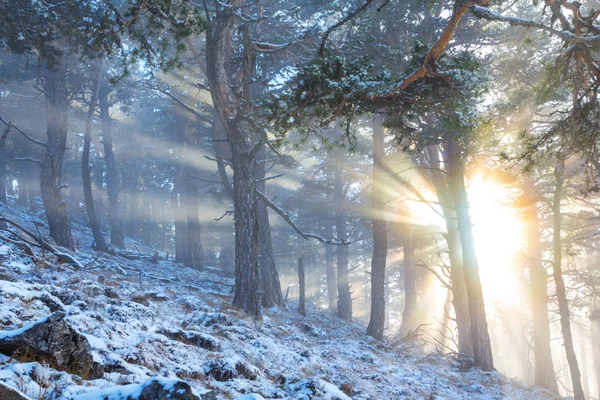 Hermoso Bosque Nevado Invierno Una Pendiente Monte Rayo Sol — Foto de Stock