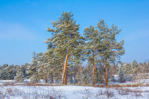 雪の中で松の森 — ストック写真