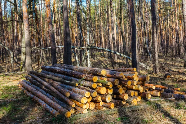 Heap Pine Trunk Forest — Stock Photo, Image