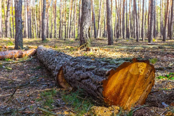 Closeup Log Pinheiros Uma Floresta — Fotografia de Stock