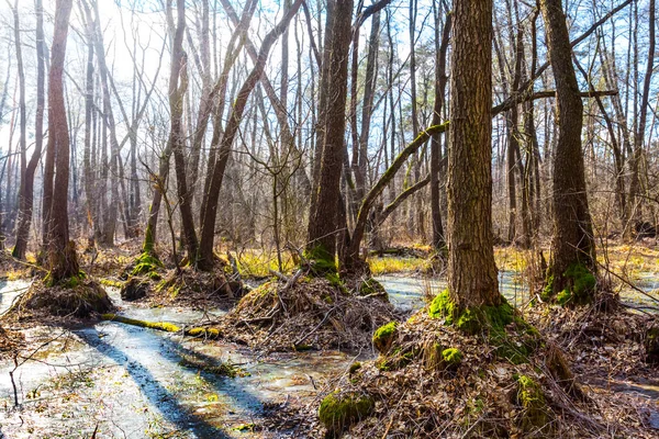 Spring Flooded Forest Bright Sunny Day — Stock Photo, Image