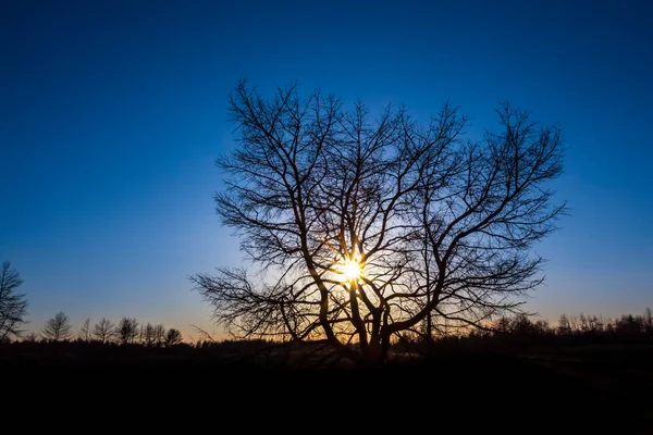 夕日を単独で乾燥木シルエット — ストック写真