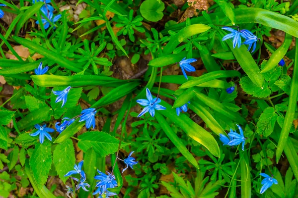Closeup Beautiful Blue Snowdrop Bush — Stock Photo, Image
