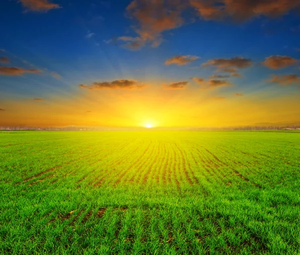 日落时的绿色的春天农村领域 — 图库照片