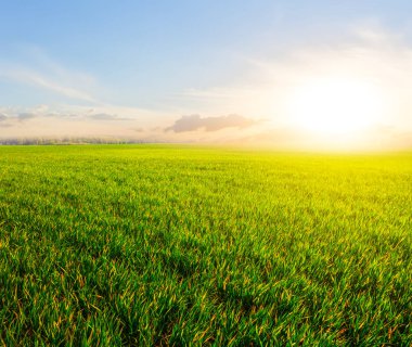 gün batımında güzel bahar yeşil kırsal alan