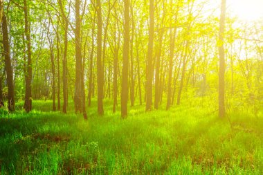 güzel yeşil orman glade içinde bir güneş ışığı