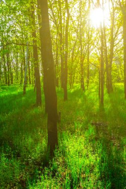 güzel bahar orman glade içinde bir güneş ışığı