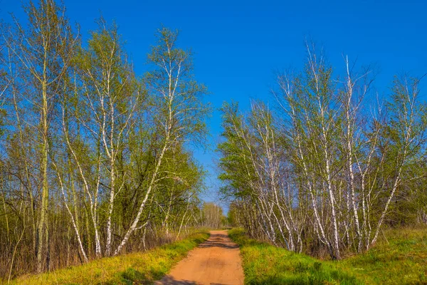 Markvägen Genom Björkdunge — Stockfoto