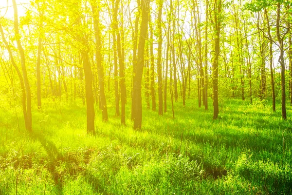 日光の美しい緑の春フォレスト グレード — ストック写真