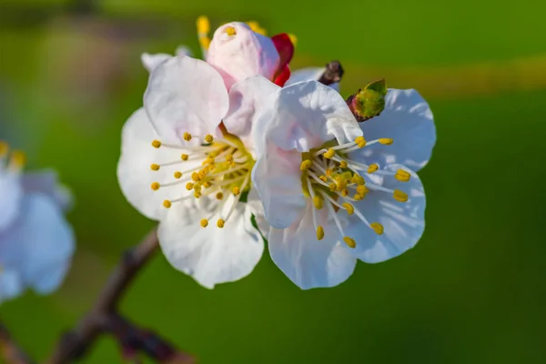 Nahaufnahme Kirschbaum Zweig Einer Blüte — Stockfoto