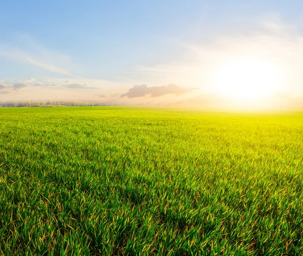 Beautiful Spring Green Rural Field Sunset — Stock Photo, Image