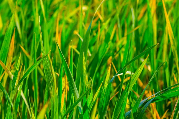 Closeup Green Grass Background — Stock Photo, Image