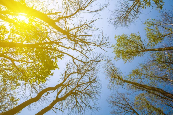 Árvore Alta Uma Luz Solar — Fotografia de Stock