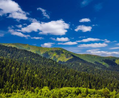 Yeşil dağ sırtı bir yamaçta orman ile