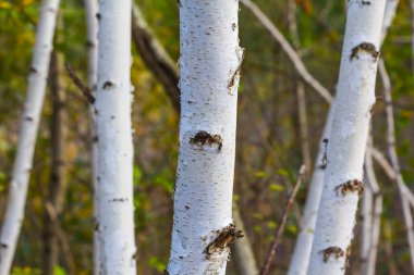 bir ormanda closeup beyaz huş ağacı