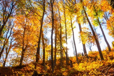 Altın sonbahar ormanda güneş ışınlarının
