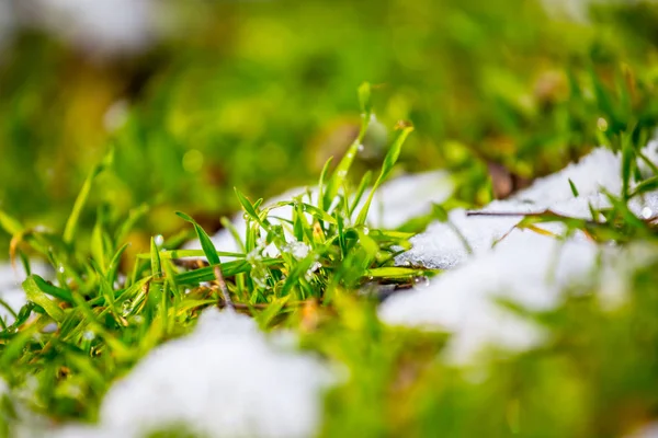 Brotes Hierba Verde Primer Plano Entre Una Nieve Que Derrite — Foto de Stock