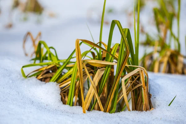 Nahaufnahme Grünes Gras Inmitten Eines Schmelzenden Schnees — Stockfoto