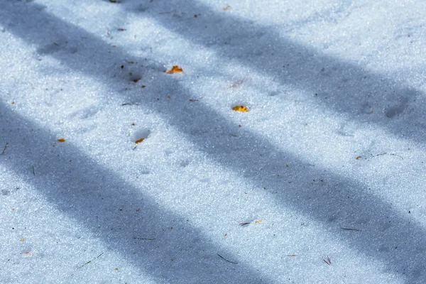 Primo Piano Inverno Neve Sfondo Con Ombre Albero — Foto Stock