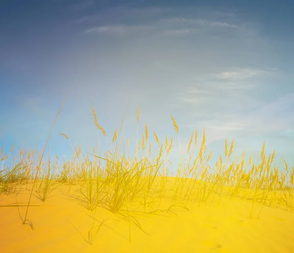 Pradera Arenosa Luz Del Sol — Foto de Stock