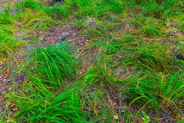 森の空き地でクローズ アップ緑色草 — ストック写真